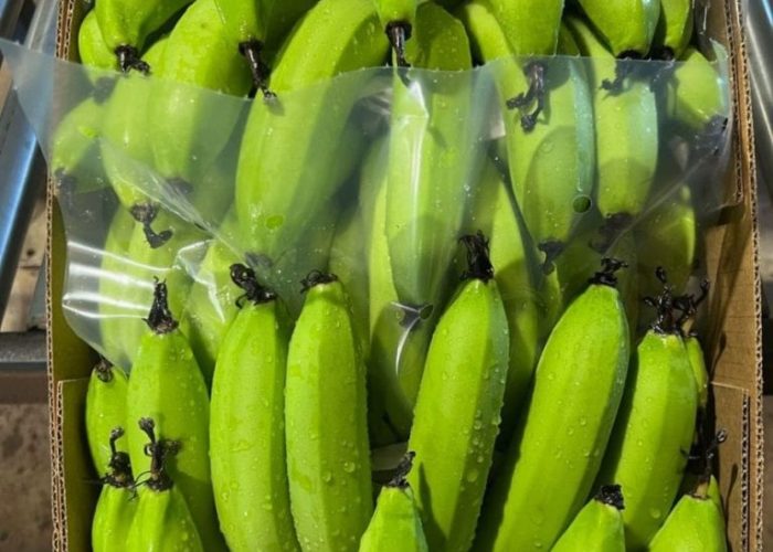 Banana Carton Liners + Perforated Bag Sheets 1