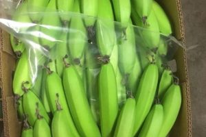 Banana Carton Liners + Perforated Bag Sheets 2