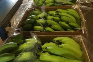 Banana Carton Liners + Perforated Bag Sheets 3