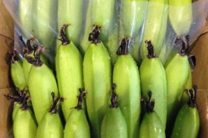 Banana Carton Liners + Perforated Bag Sheets 4