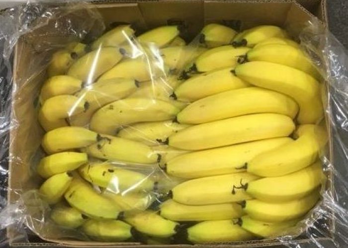 Banana Carton Liners + Perforated Bag Sheets 8-cropped
